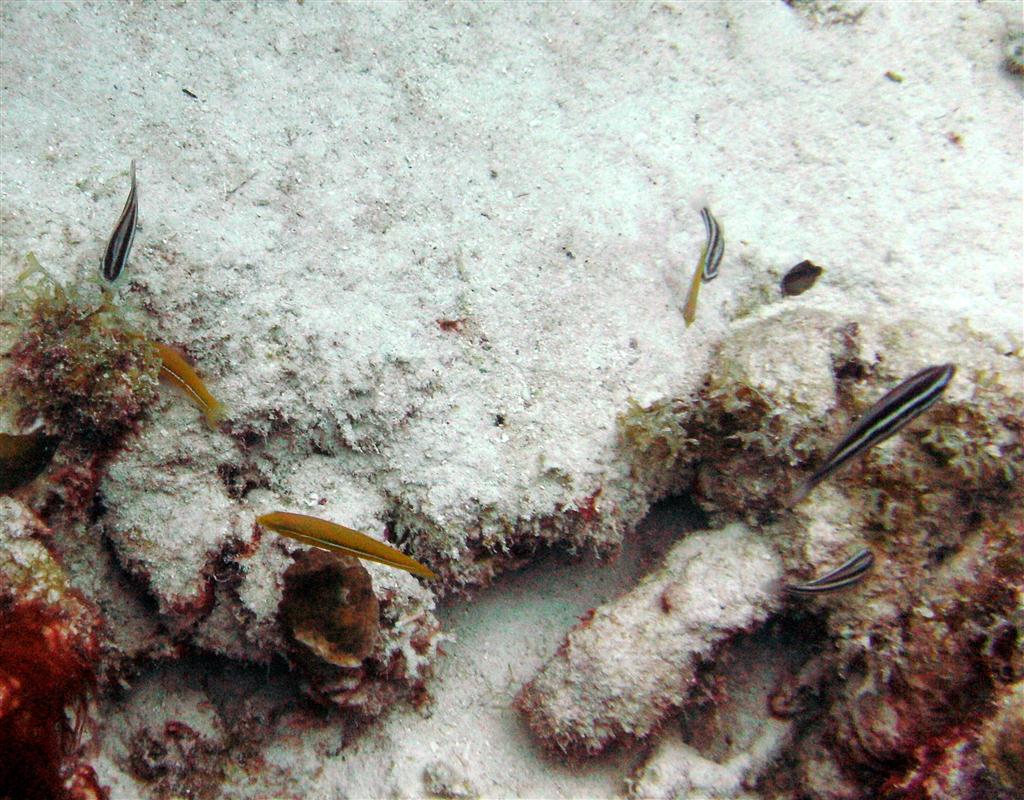 sarı kafalı wrasse
