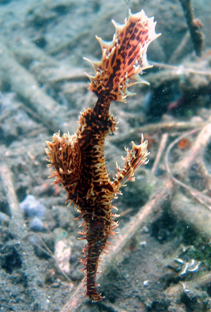 Süslü Ghostpipefish
