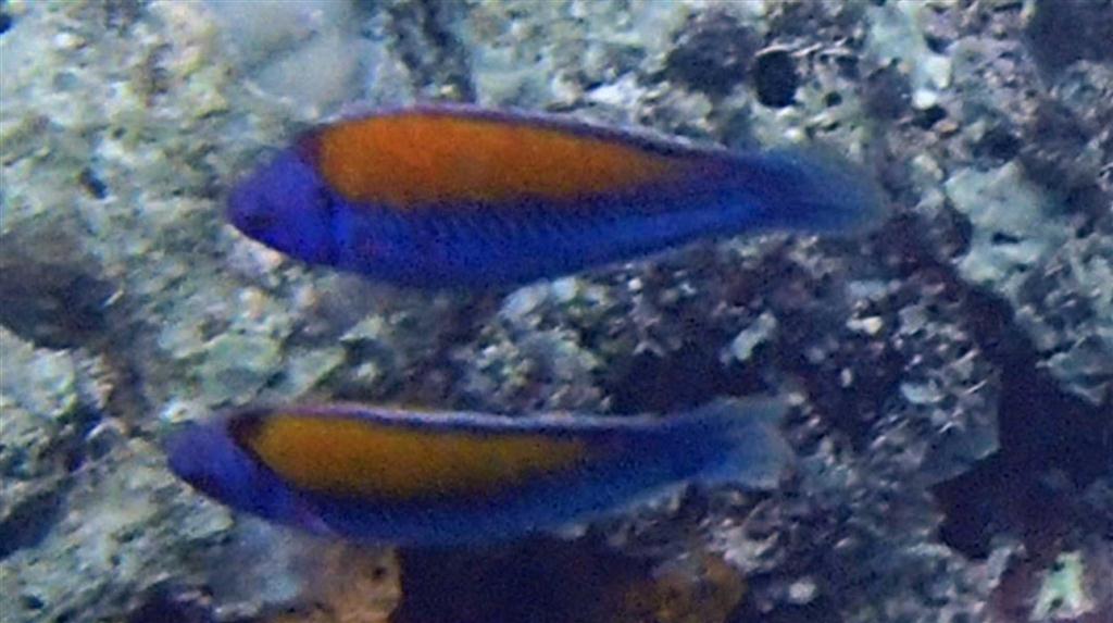 Turuncu Sırtlı Wrasse