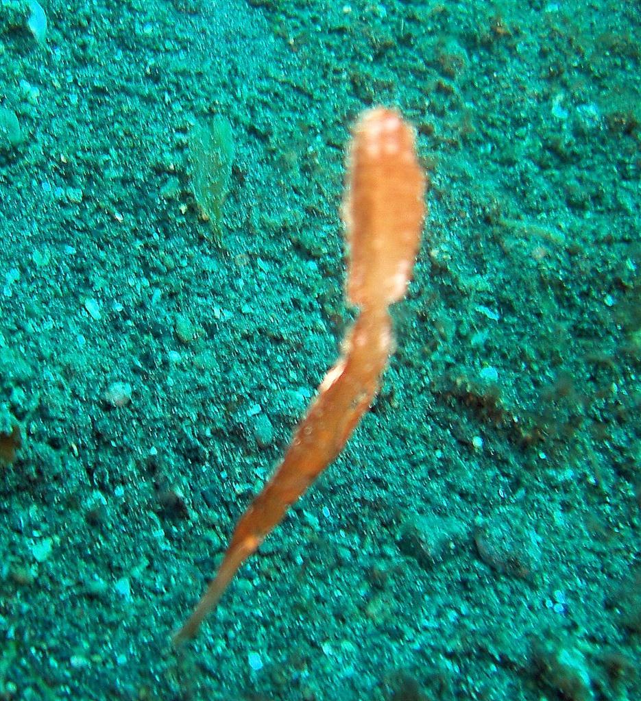 Sağlam Ghostpipefish