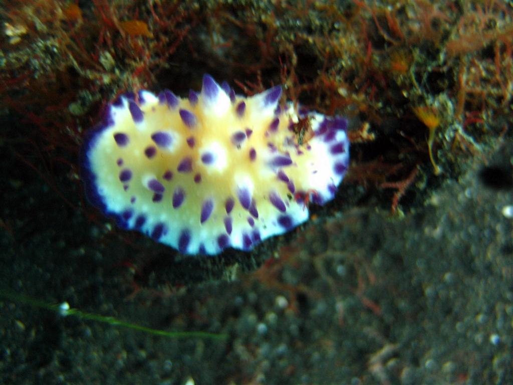 Mor Uçlu Janolus