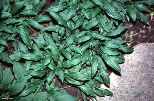 Hosta