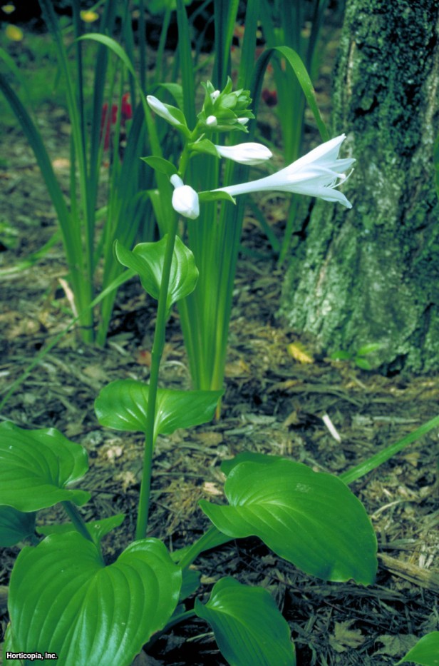 Kokulu Hosta