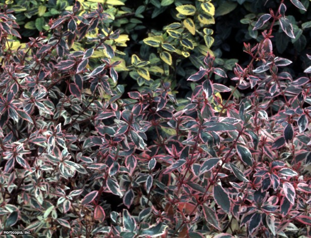Abelia
