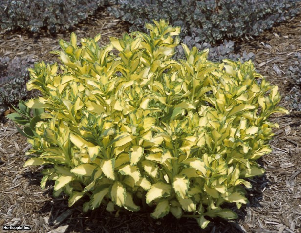 Sedum