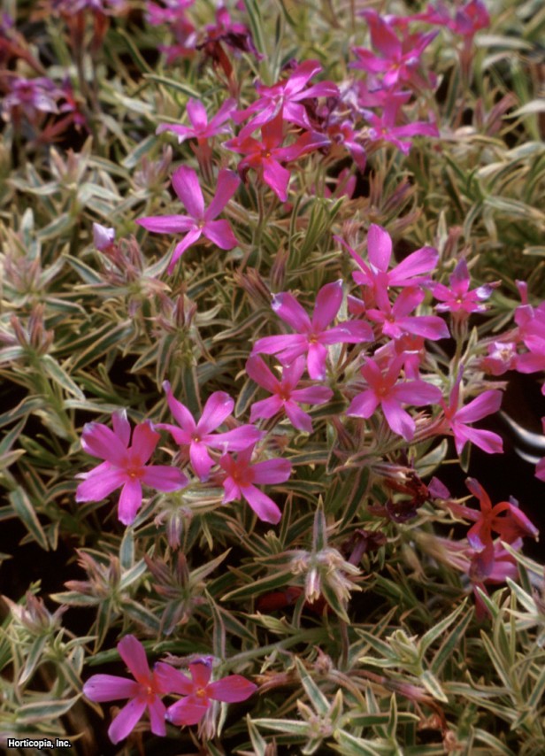 sürünen phlox