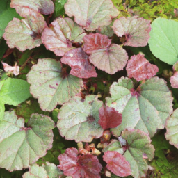 Begonia truncicola