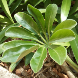 Brucea macrocarpa