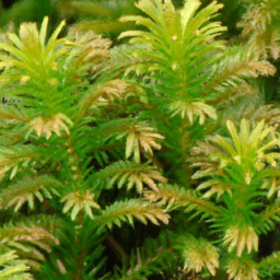 Fir Clubmoss (Huperzia talpiphila) 