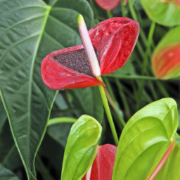Flamingo Flower (Anthurium scaberulum) 