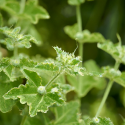 Guatteria juninensis