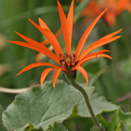 Mutisia microcephala