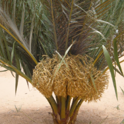 Nubian Desert Palm