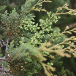Patagonian Cypress