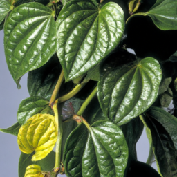 Pepper Vine (Piper cutucuense) 