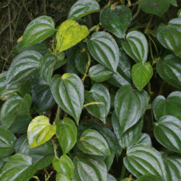 Pepper Vine (Piper densiciliatum) 
