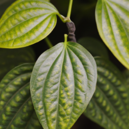 Pepper Vine (Piper diffundum) 