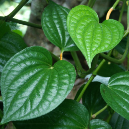 Pepper Vine (Piper dodsonii) 