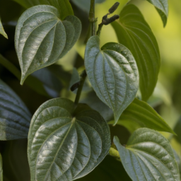 Pepper Vine (Piper eustylum) 