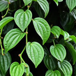 Pepper Vine (Piper productispicum) 