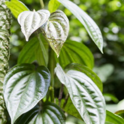 Pepper Vine (Piper puyoense) 