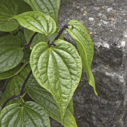 Pepper Vine (Piper schuppii) 
