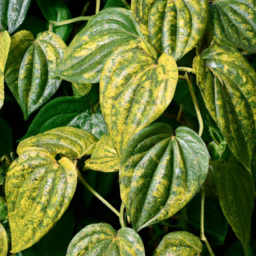 Pepper Vine (Piper subnitidifolium) 