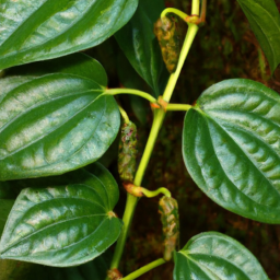 Pepper Vine (Piper trachyphyllum) 