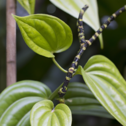 Pepper Vine (Piper wibomii) 