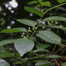 Piptostigma calophyllum