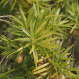 Podocarpus deflexus