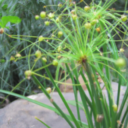 Rudgea microcarpa