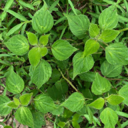 Tropical Acidweed