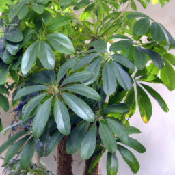Umbrella Tree (Schefflera agamae) 