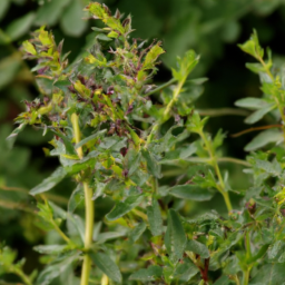 Black-capped Piprites