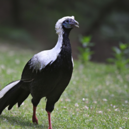 Black-fronted Piping-guan