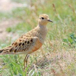 Buff-breasted Sandpiper