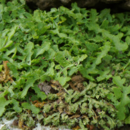 Crepidophryne chompipe
