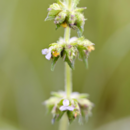 Ischnocnema epipeda