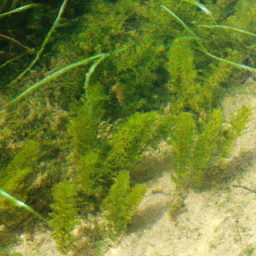 Leon Springs Pupfish