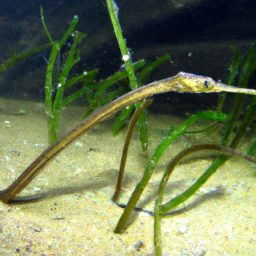 River Pipefish