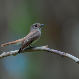 Tawny-chested Flycatcher