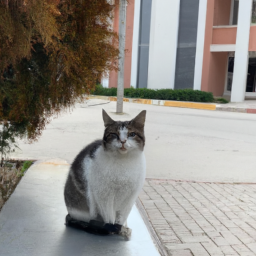 Kedi sahiplerinin bilmesi gerekenler: Kedilerin iletişimi