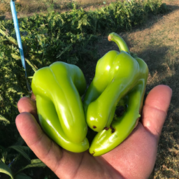 Kendi organik sebze bahçenizi nasıl kurabilirsiniz?