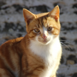 Kedi ve köpeklerin farklı beslenme gereksinimleri nelerdir?