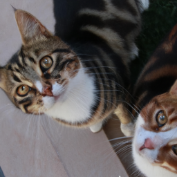 En sevimli evcil hayvan türleri