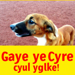 Evde besleyebileceğiniz en iyi küçük hayvanlar