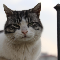 Kedilerin sağlığı için neler yapılmalı?