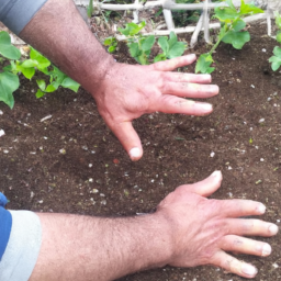 Sebzelerinizi kendiniz yetiştirin: Bahçe tarımı için ipuçları