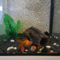 Balıklar için en iyi akvaryum bakımı ipuçları